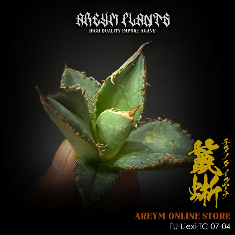 アガベ チタノタ 鬣蜥Iiexi 福建省産 アガベ チタノタ 鬣蜥 イグアナ Agave Titanota Liexi