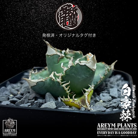 発根済 送料無料 アガベ チタノタ 白毫刺 白豪刺 agave titanota byakugousi【ARM-OC-BYAKU-07-01】