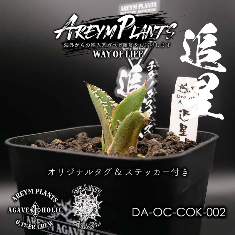アガベ・チタノタ CG01 追星 agave CG01/Cok 【公式通販】