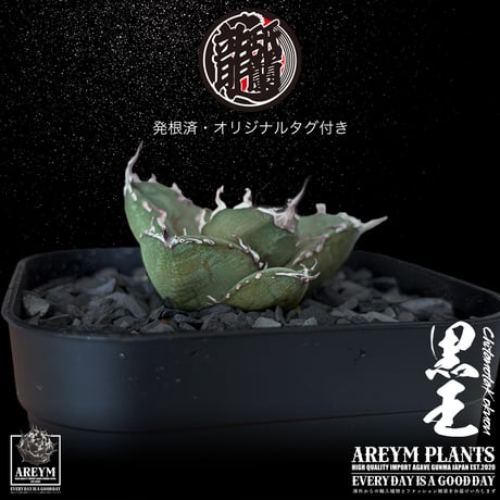 発根済 送料無料 潮龍家 安生産 アガベ チタノタ 黒王 agave titanota kokuo【Andy-OC-KOKUO-06-09】