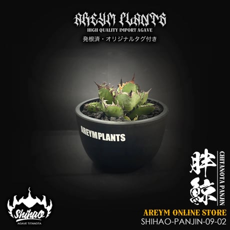 CATEGORY アガベ 小株 | アレイムプランツ