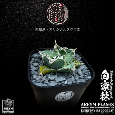 発根済 送料無料 アガベ チタノタ 白毫刺 白豪刺 agave titanota byakugousi【ARM-OC-BYAKU-07-01】