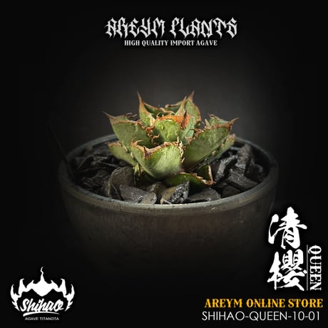 CATEGORY アガベ 小株 | アレイムプランツ