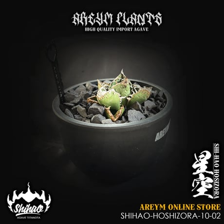 発根済 送料無料でお届け 台湾Shi-hao アガベ チタノタ ホシゾラ 元祖星空 (Shi-hao産/TC株/小株/SHIHAO-HOSHIZORA-10-02)