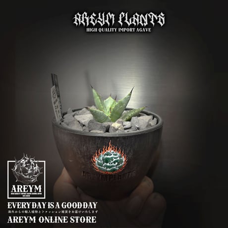 アガベ星空 | STORES