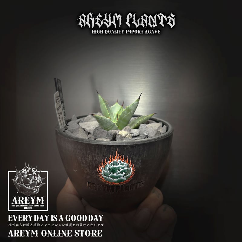 発根済 送料無料でお届け SOLO産ハイブリッド アガベ チタノタ 姫雷帝x