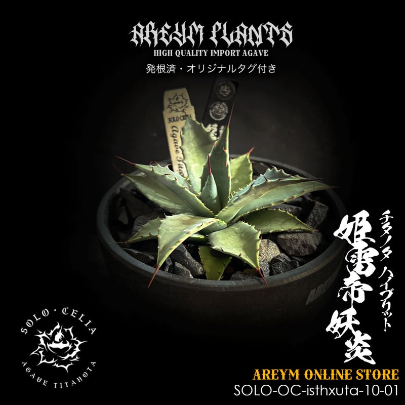 ゴリ猫✕姫厳竜 ハイブリッド アガベ 子株 未発根 ゴリ猫✕姫厳竜