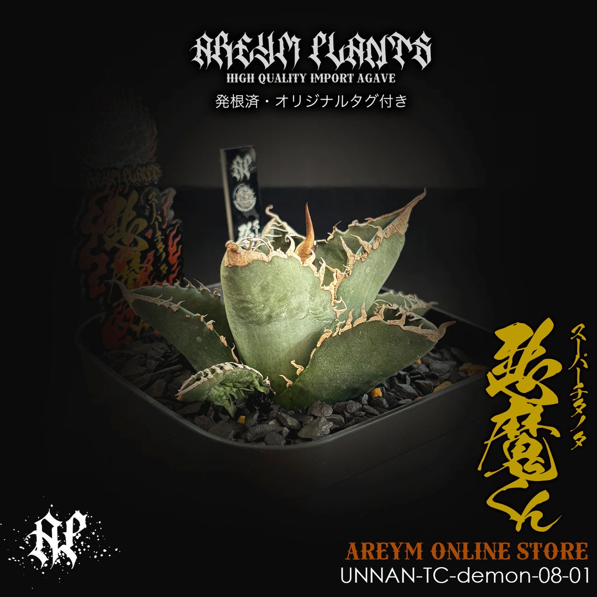 発根済 雲南省産 アガベ チタノタ 悪魔くん Agave Titanota (UN 発根済 雲南省産 アガベ チタノタ 悪魔くん Agave Titanota (UN