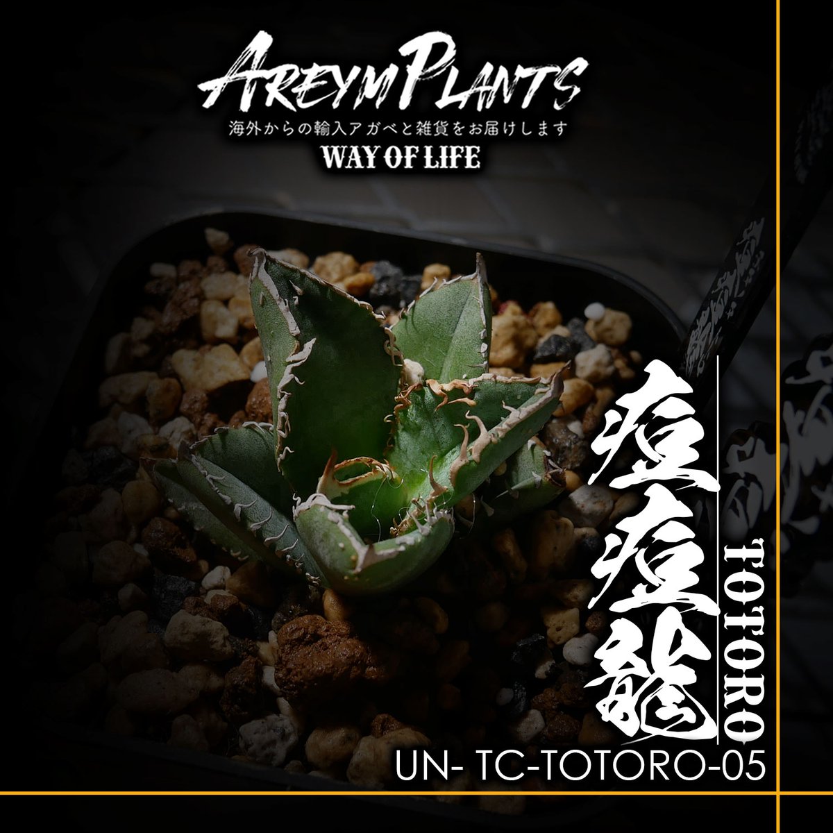 アガベ チタノタ縞斑 多肉植物アガベ チタノタ 白鯨縞斑TC株