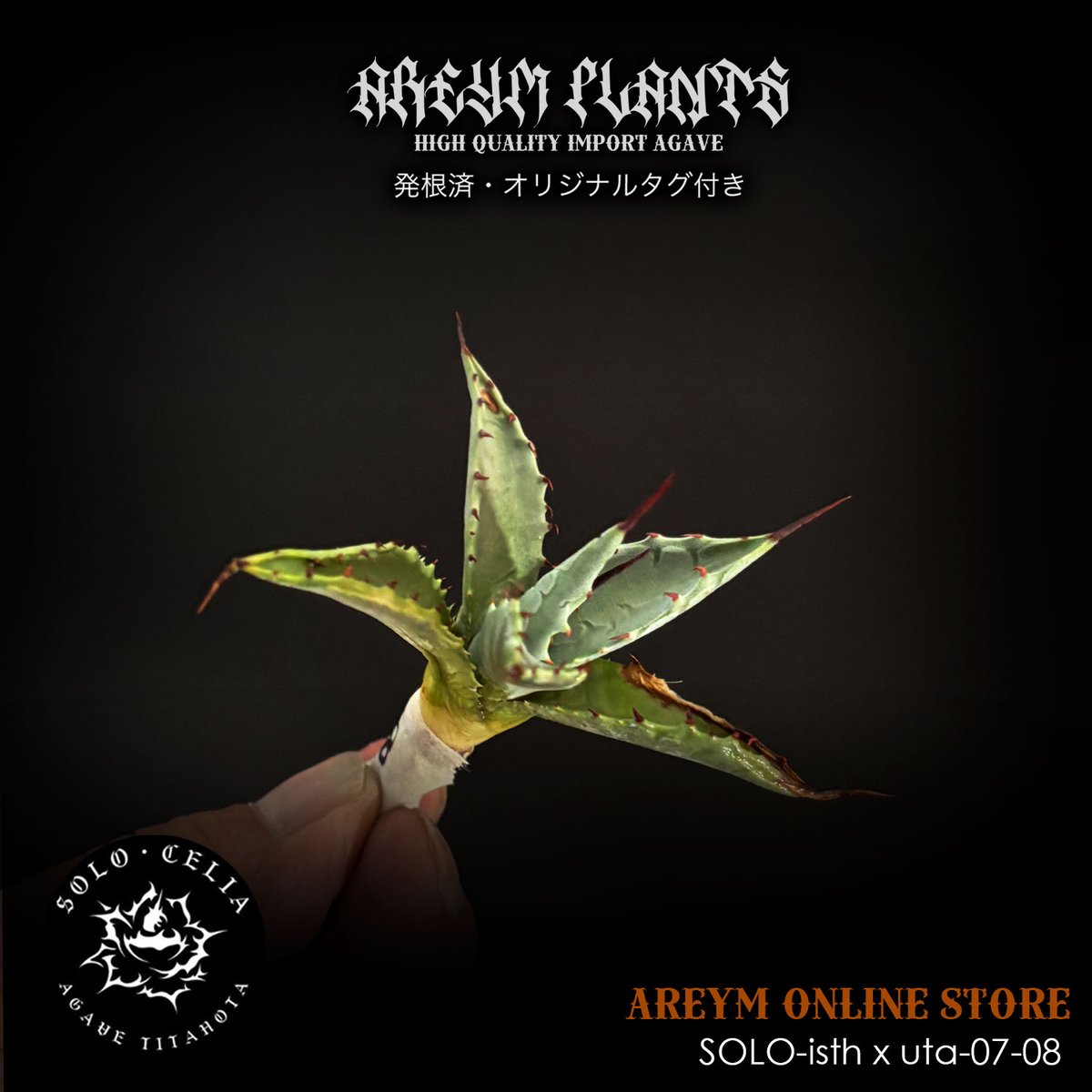 発根済 SOLO産ハイブリッド アガベ チタノタ 姫雷帝x妖炎 Agave