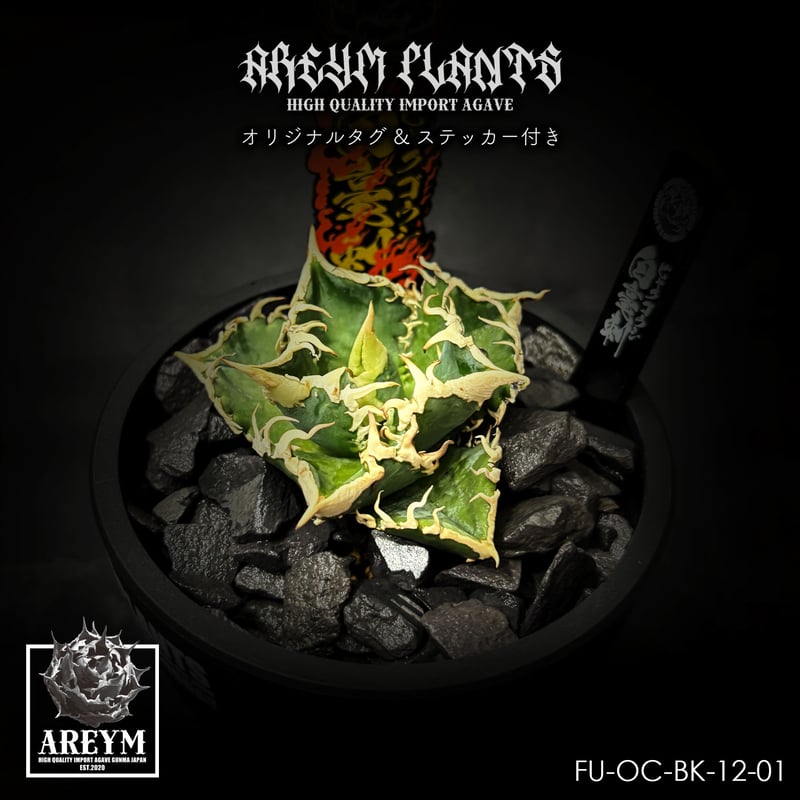 アガベ チタノタ 白毫刺 アガベ チタノタ 白毫刺 agave titanota byakugoushi【FU-OC-B