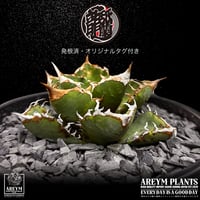 発根済 送料無料でお届け 台湾Shi-hao産 アガベ チタノタクイーン 清櫻  Shi-hao産/TC株/小株/SHIHAO-QUEEN-06-03