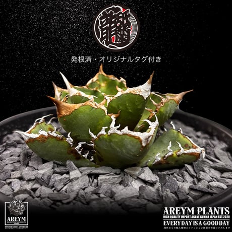 CATEGORY アガベ 小株 | アレイムプランツ
