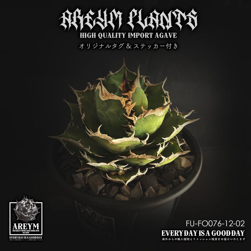 アガベ　チタノタfo-076 アガベ チタノタ FO-076 | HARENOHI-PLANTS