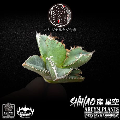 送料無料でお届け致します  台湾 Shi-hao アガベ チタノタ ホシゾラ 元祖 星空 発根管理株 (Shi-hao産/TC株/小株/SHIHAO-HOSHIZORA-04-05)