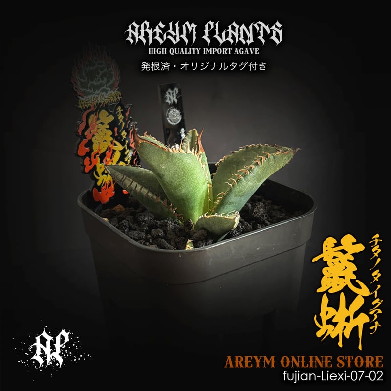 発根済 福建省産 アガベ チタノタ 鬣蜥 イグアナ Agave Titanota
