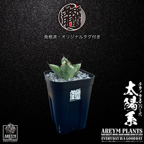 発根済 送料無料 アガベ チタノタ ユニバース 太陽系 Agave titanota Universe ARM-UNI-05-01