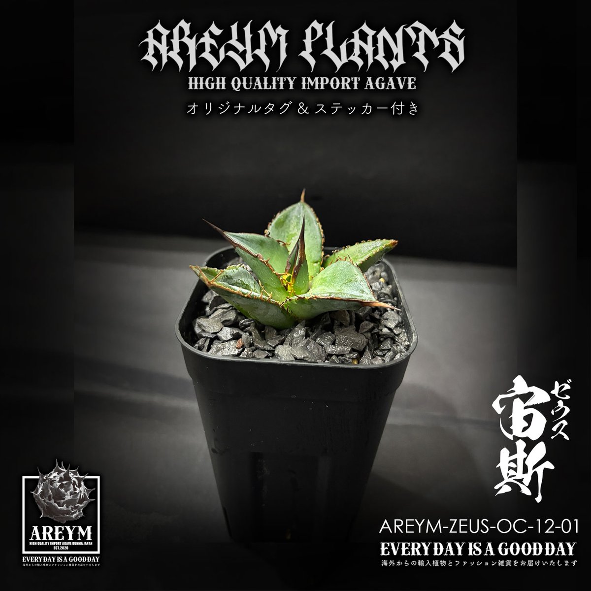 税込送料無料 アガベ チタノタ ゼウス 宙斯 Agave Titanota Zeus【AREY