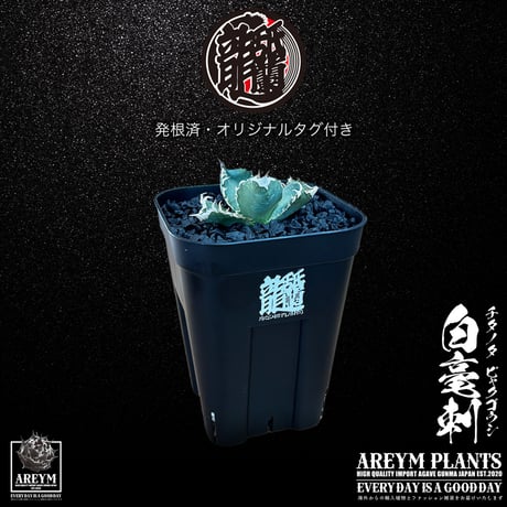 白毫刺 | STORES