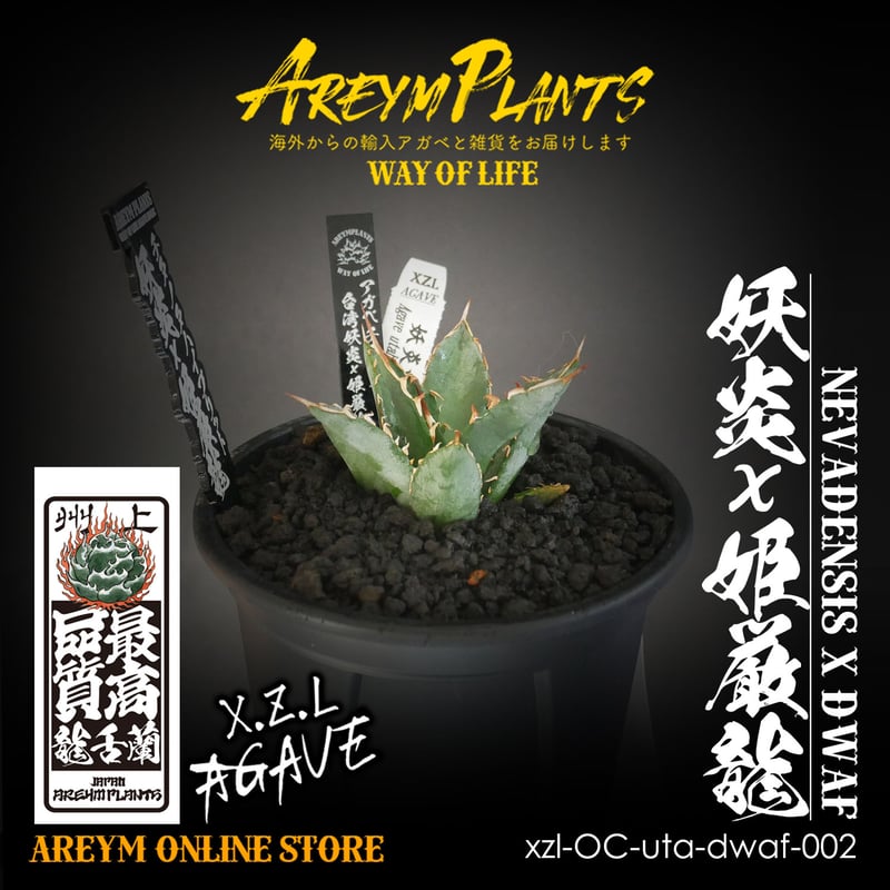 ハイブリット株!アガベ 妖炎x姫厳龍 Agave utahensisVer ハイブリット株!アガベ 妖炎x姫厳龍 Agave utahensisVer