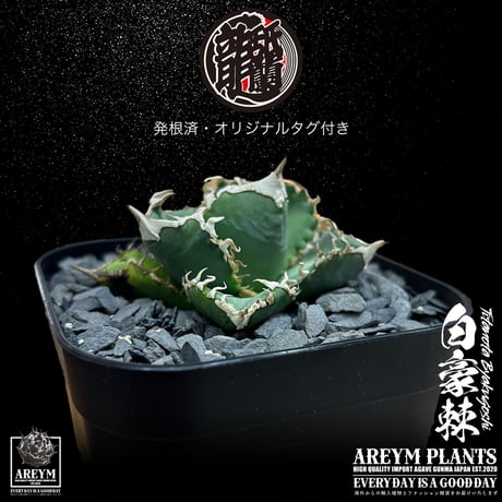 発根済 送料無料 アガベ チタノタ 白毫刺 白豪刺 agave titanota byakugousi【ARM-OC-BYAKU-07-01】