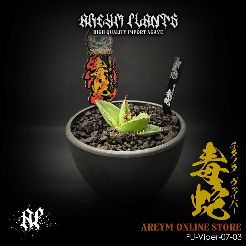 発根済 福建省産 アガベ チタノタ 毒蛇 Agave Titanota Viper