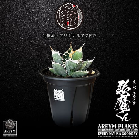 アガベ | STORES