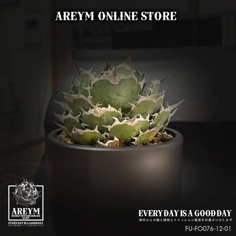 アガベ FO-076 アガベ チタノタ FO-076 