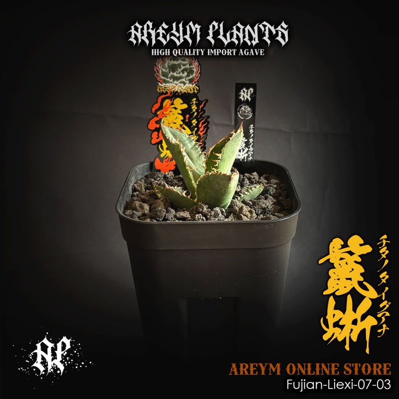 アガベ チタノタ 鬣蜥Iiexi 福建省産 アガベ チタノタ 鬣蜥 イグアナ Agave Titanota Liexi