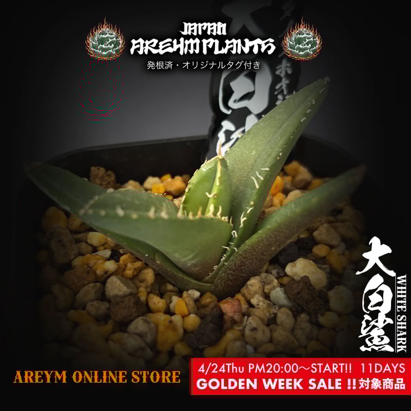 中国雲南省産 アガベ チタノタ ホオジロザメ 大白鯊 agave 中国雲南省産 アガベ チタノタ ホオジロザメ 大白鯊 agave