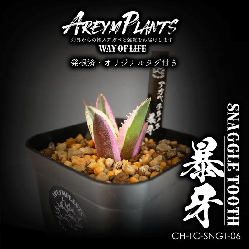 発根済！アガベ チタノタ スナグルトゥース  