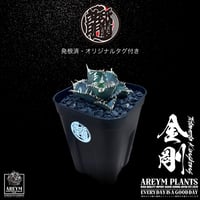 発根済 送料無料 アガベ チタノタ 金剛 agave titanota King Kong ARM-KK-06-01