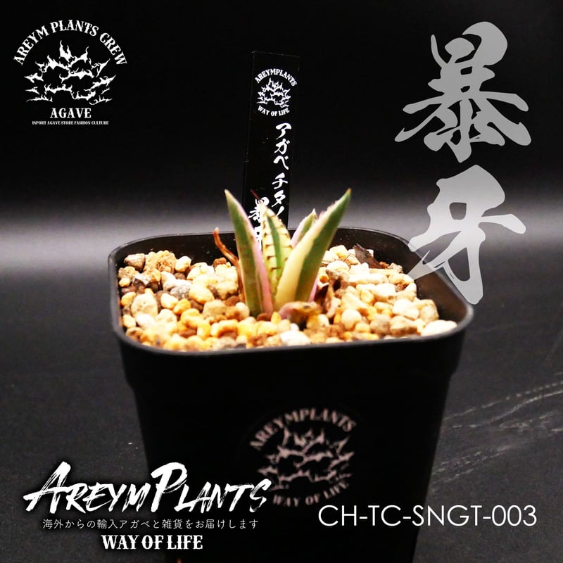 アガベ チタノタ スナグルトゥース 