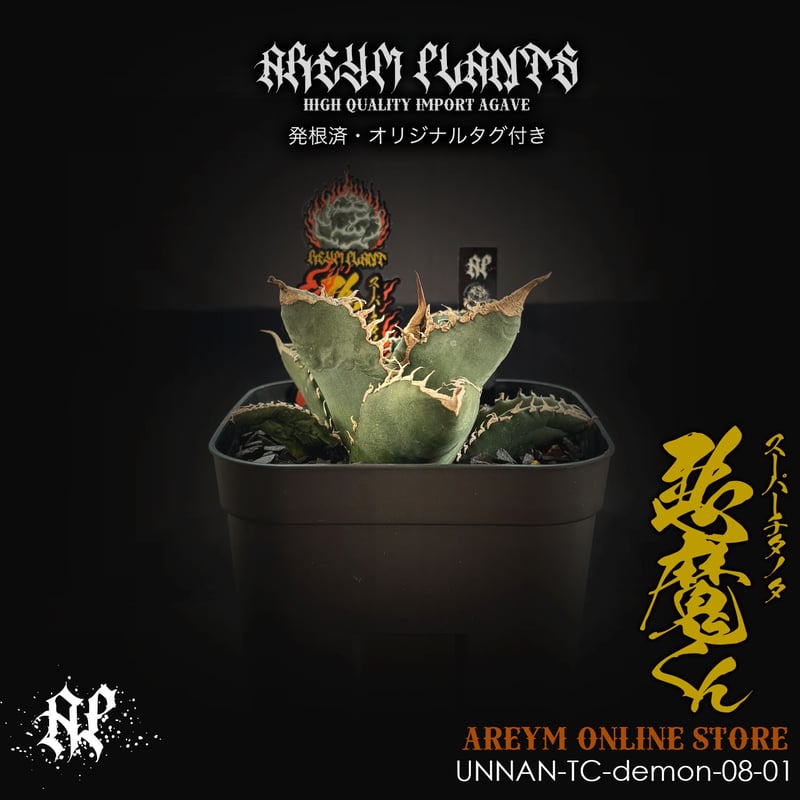 発根済 雲南省産 アガベ チタノタ 悪魔くん Agave Titanota (UN
