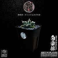 発根済 送料無料 アガベ チタノタ 白毫刺 白豪刺 agave titanota byakugousi【ARM-OC-BYAKU-07-01】