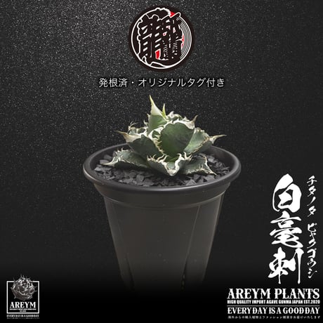 発根済 送料無料 アガベ チタノタ 白毫刺 白豪刺 agave titanota byakugousi【ARM-OC-BYAKU-06-04】