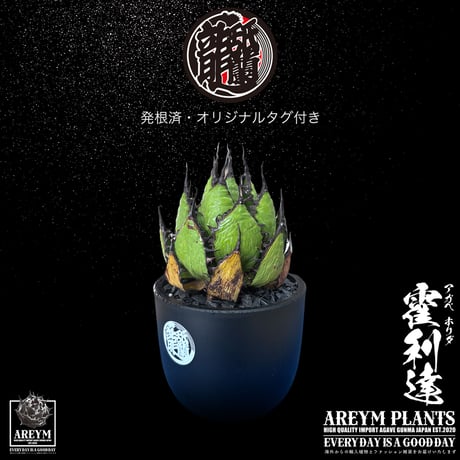 発根済 送料無料 アガベ ホリダ 霍利達 Agave horrida ARM-HORIDA-06-02