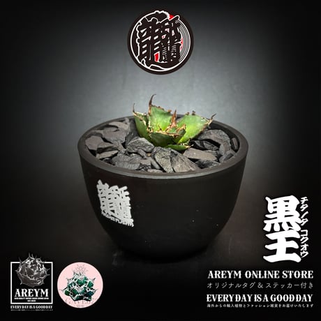 アレイムプランツ