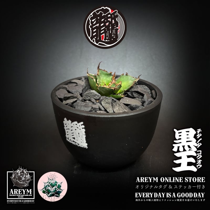 発根済 送料無料 潮龍家 安生産 アガベ チタノタ 黒王 agave titanota