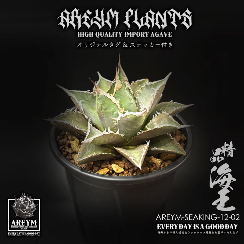 税込・送料無料でお届け致します アガベ チタノタ 精品海王 Agave