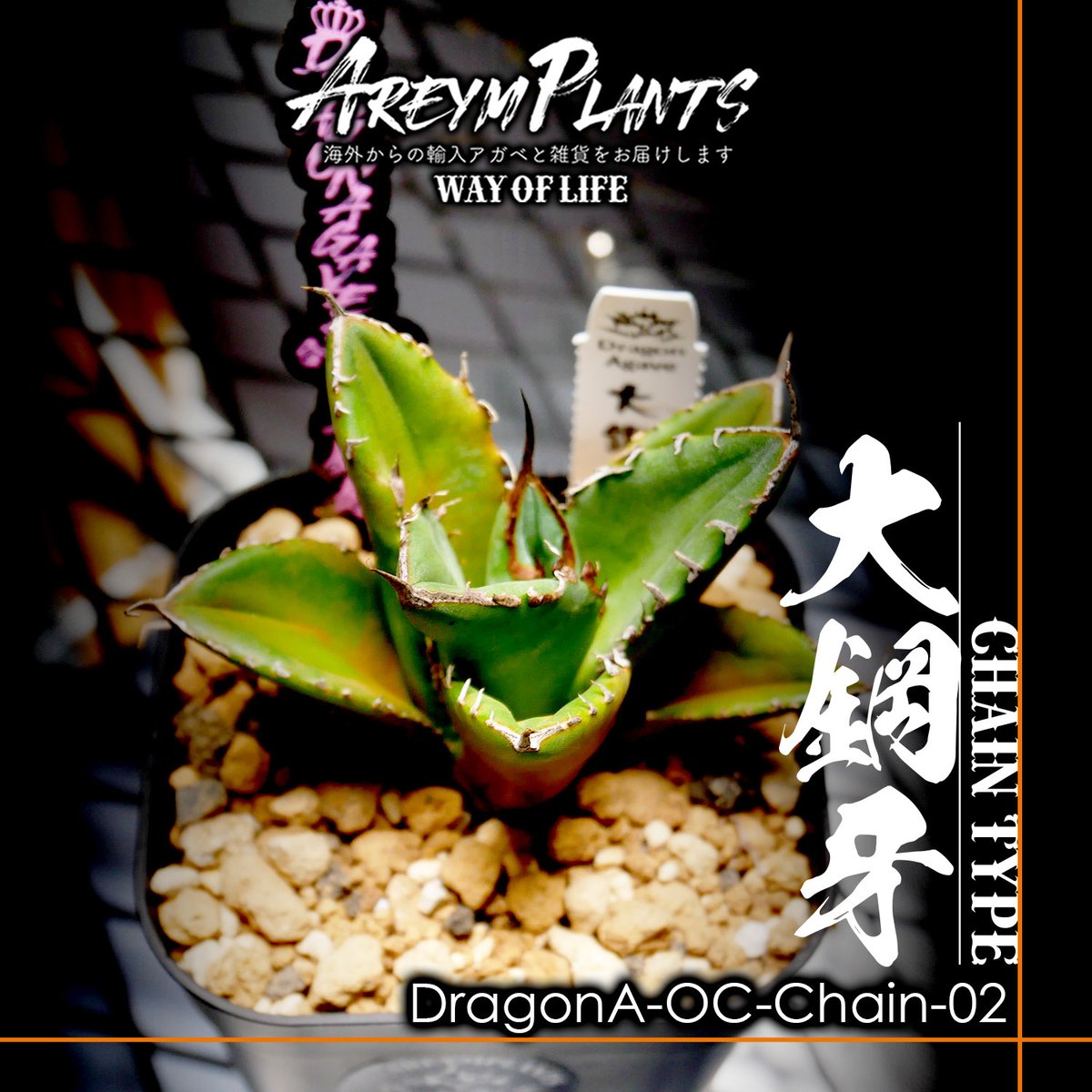 ドラゴンアガベ産！アガベ チタノタ大鋼牙 Chain Agave Titanota chain...