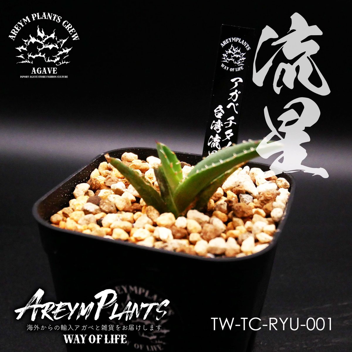 アガベチタノタ流星五頭株