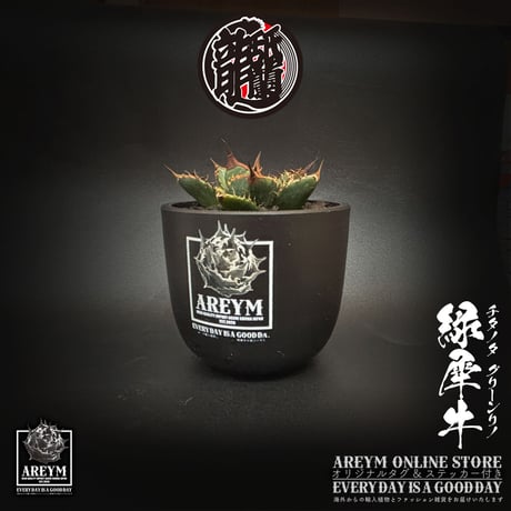 CATEGORY アガベ 中株 | アレイムプランツ