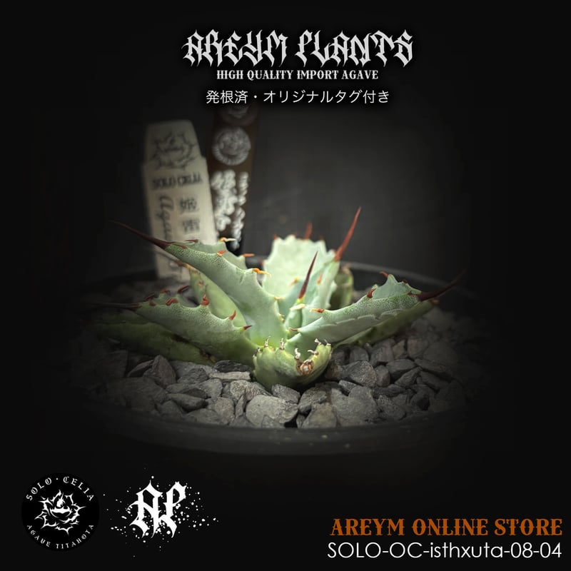 発根済 SOLO産ハイブリッド アガベ チタノタ 姫雷帝x妖炎 Agave