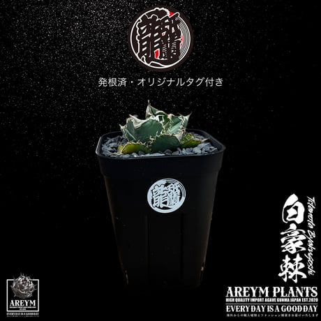 発根済 送料無料 アガベ チタノタ 白毫刺 白豪刺 agave titanota byakugousi【ARM-OC-BYAKU-07-01】