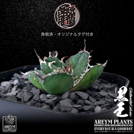 発根済 送料無料 潮龍家 安生産 アガベ チタノタ 黒王 agave titanota kokuo【Andy-OC-KOKUO-06-09】