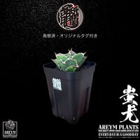 税込・送料無料でお届け致します 雲南省産 アガベ チタノタ 蚩尤 agave titanota siyu AREYM-TC-SIYU-06-01