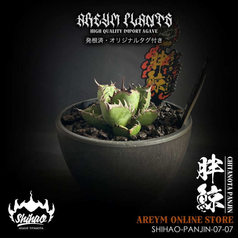 発根済 台湾Shi-hao産 アガベ チタノタ パンジン 胖鯨 agave