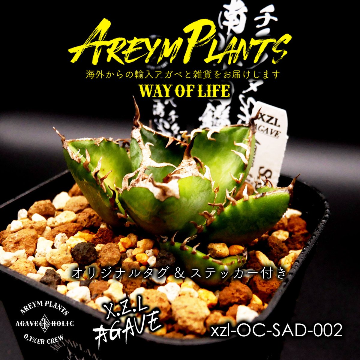 南アフリカダイヤモンド OC 親株 発根済 南アフリカダイヤモンド OC