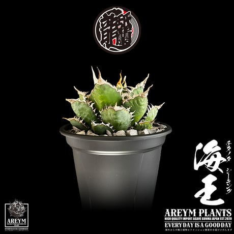 税込・送料無料でお届け致します アガベ チタノタ  精品海王 Agave titanota Sea King (AREYM-SEAKING-04-01)